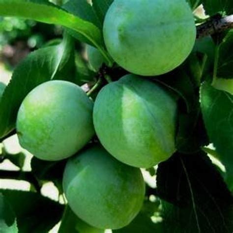 Beauty Plum Tree 4.